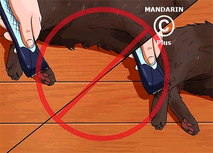 правильная стрижка кошки